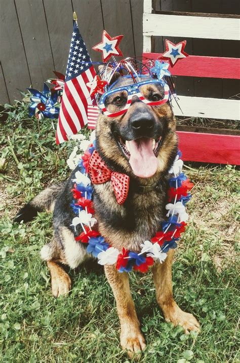Check out this website for the worst dry dog foods with links for the worst canned foods and the best dry foods. Pin by Sonni Ann Gavin on German Shepherd Dressed Up:Part ...