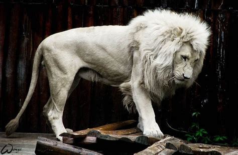 Majestic White Lion Pics