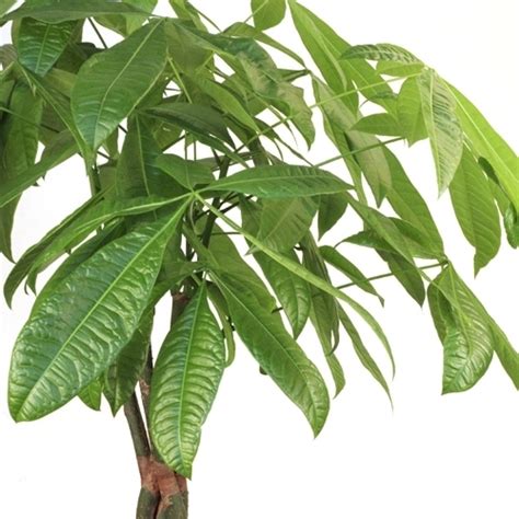 Check spelling or type a new query. Large Tall Money Tree from EasternLeaf.com