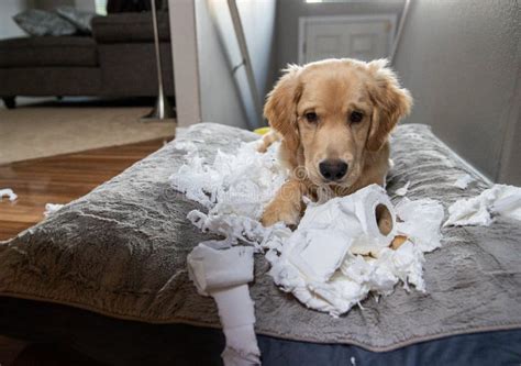 Golden Retriever Puppy Chewing And Tearing Toilet Paper Making A Mess