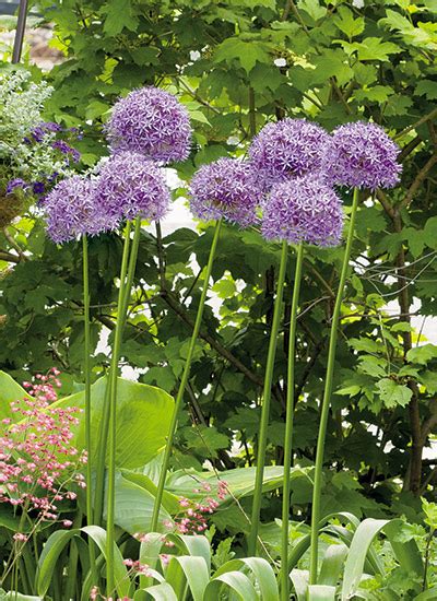 Deer and rabbits generally avoid strongly scented plants, prickly or fuzzy foliage, and leathery leaves. 11 deer- and rabbit-resistant plants | Garden Gate