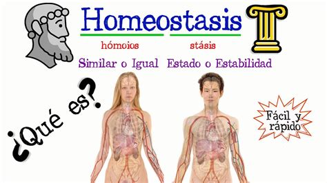 Qual é A Importância Da Homeostase Para As Atividades Celulares