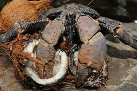 Keanehan Baru Di Dunia Kepiting Kelapa Coconut Scrab