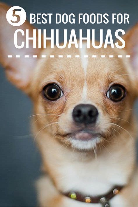 Powerful antioxidants help support your senior dog's immune health. Which are the top foods for Chihuahuas? | Chihuahua, Best ...