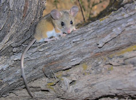 Deer Mouse Portal Peromyscus Maniculatus The Deer Mouse Flickr