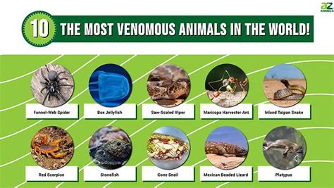 The 10 Most Venomous Animals In The World A Z Animals