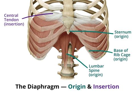 In vertebrate anatomy, ribs (latin: "Chest Breath" vs. "Belly Breath" — What's the deal ...