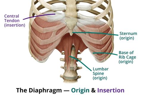 I felt a swelling under my left rib cage since last four years but no pain was there. "Chest Breath" vs. "Belly Breath" — What's the deal ...