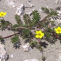 Many floras (particular those targeting amateur botanists) consider this to be the species along the atlantic coast. Argentina anserina (common silverweed): Go Botany