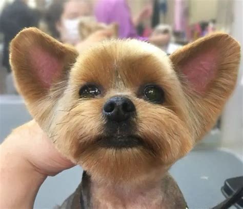 Best Yorkie Haircuts For Females 20 Pictures The Paws