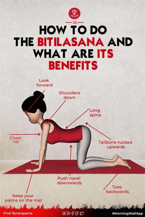 How To Do The Bitilasana And What Are Its Benefits Artofit