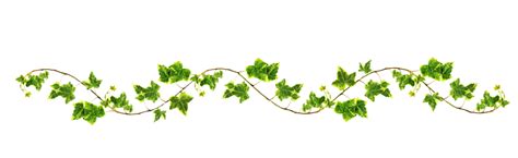 Free Flower Vine Png Download Free Flower Vine Png Png Images Free