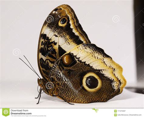 The species can be found from mexico to peru. The Yellow-edged Giant Owl Butterfly Caligo Atreus Sitting ...