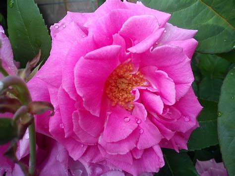 Zephirine Drouhin Climbing Rose And Mildew On Roses Gardeners Word