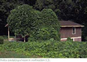 Kudzu er hjemmehørende i kina og japan, hvor det længe er dyrket for sine spiselige stivelsesrige rødder og til en fiber fremstillet af dens. Beware the Kudzu - Bethel Chapel Church