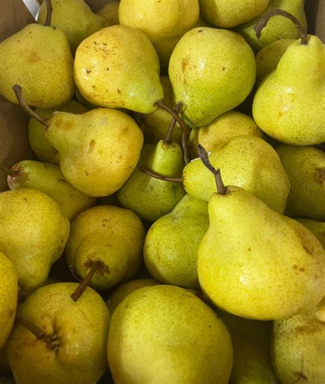 South Africa Packham Pear L Dr Fruit