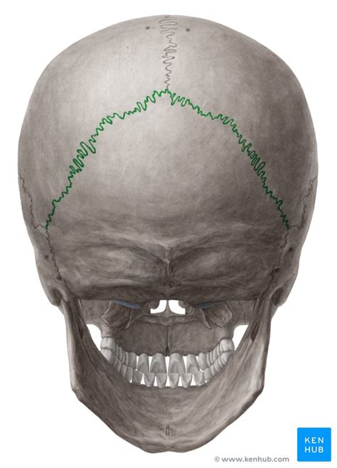 Sutures Of The Skull Anatomy Kenhub