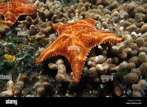 Starfish Underwater Oreaster Reticulatus Over Coral Seabed Stock