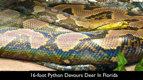 16 Foot Python Devours Deer In Florida Youtube