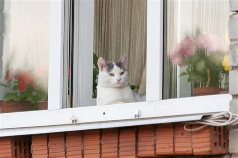 Premium Photo Cat Sitting On Window Sill