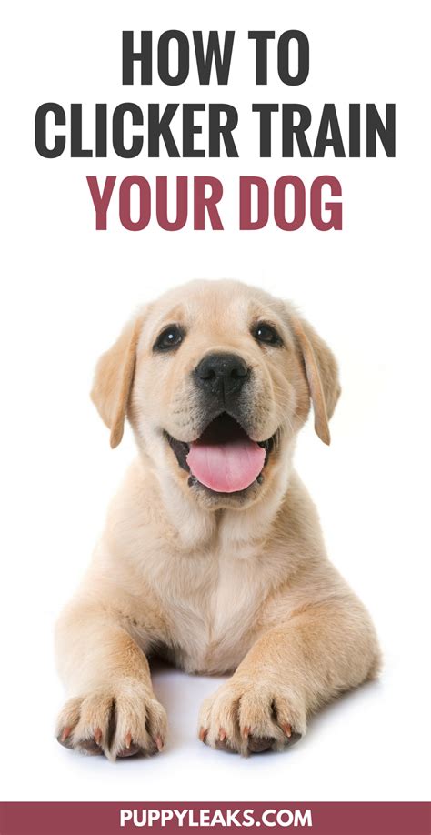 The Basics Of Clicker Training Your Dog The Benefits Of Using A