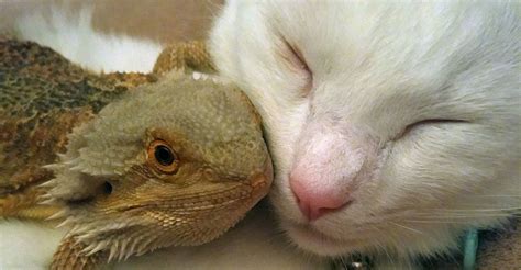 This Cat And Bearded Dragon Are Total Snuggle Buddies Huffpost