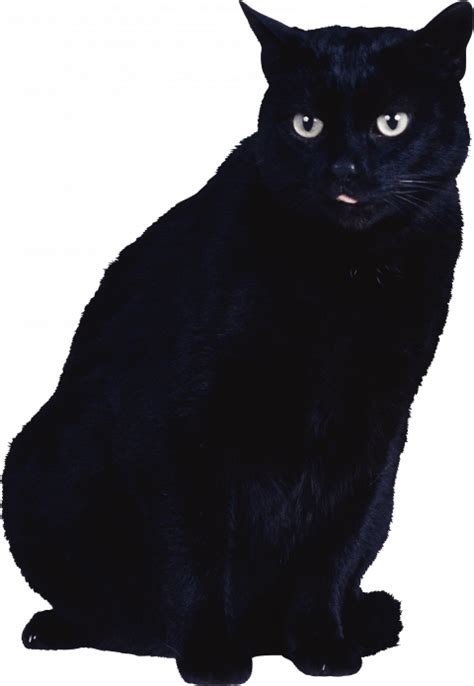 Black Cat Png Transparent Image Free Download Cats Image Cat