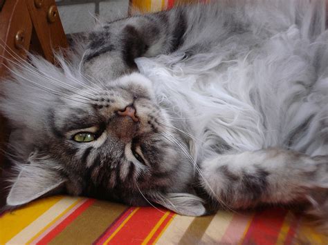 It is one of the oldest natural breeds in north america. Maine Coon Personality Traits - MaineCoon.org