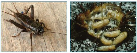 Quick Evolution Leads To Quiet Crickets Understanding Evolution