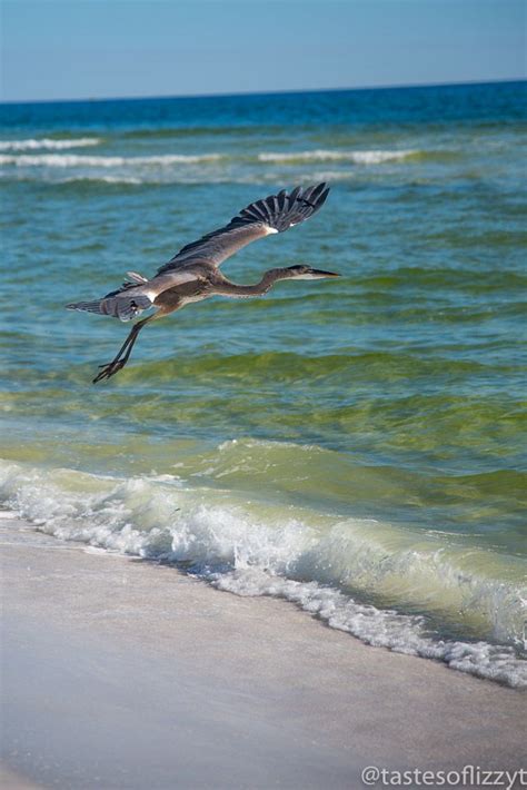 Destin Florida in December - Tastes of Lizzy T's | Best island vacation
