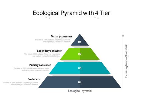 Ecological Pyramid With 4 Tier Presentation Graphics Presentation