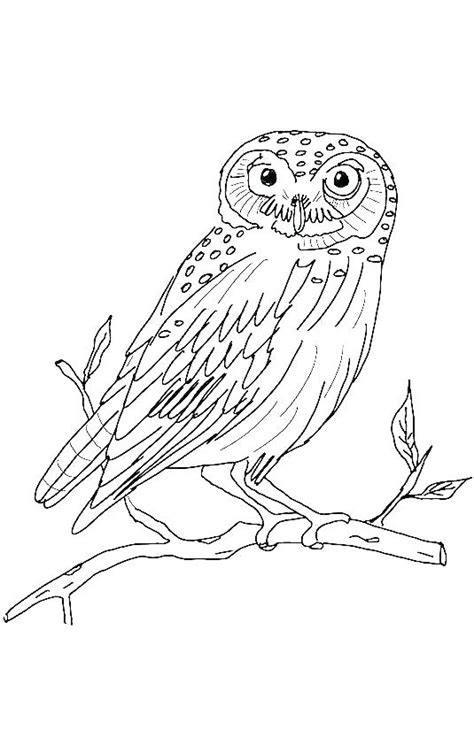Realistic Owl Coloring Pages Printable Add Color To This Majestic