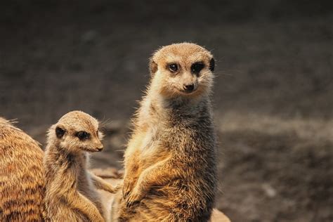 Animals That Live In The Sahara Desert