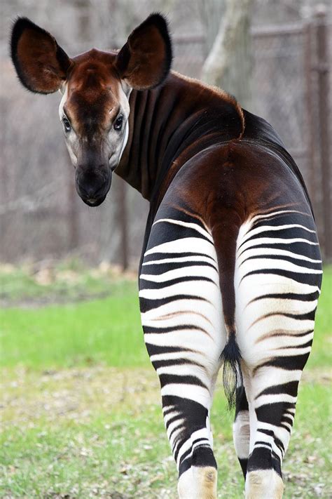 Observe Wildlife From Around The World At Brookfield Zoo