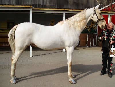Are there any wild horses left in america. American Saddlebred, Horse Care For American Saddlebred ...