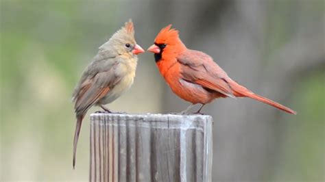 Funny Cardinal Birds Male And Female Cardinals Liking Same Stage Youtube