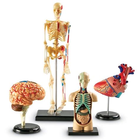 Buy Learning Resources Anatomy Models Bundle Set Of Four Anatomy Models