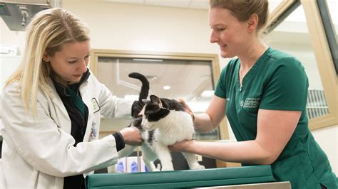 Symptoms of mouth cancer in cats mouth cancer in cats may be noted by a visible tumor or mass of the oral cavity. Combination Palladia and Stereotactic Radiation Therapy ...