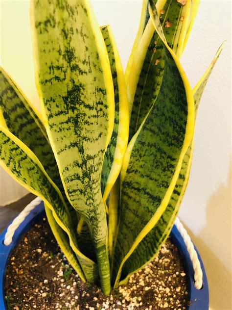 For many people, spotting a snake in your garden or yard is a terrifying experience. Benefits of Snake Plant: How to Grow and Care for Snake ...