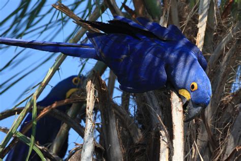 Flying Animal Hyacinth Macaw