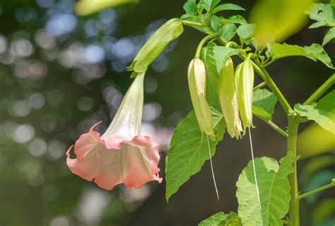 Angels Trumpet