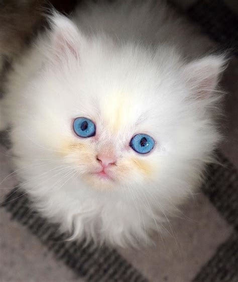 Little White Kitten With Blue Eyes Stock Photo Image Of Fluffy