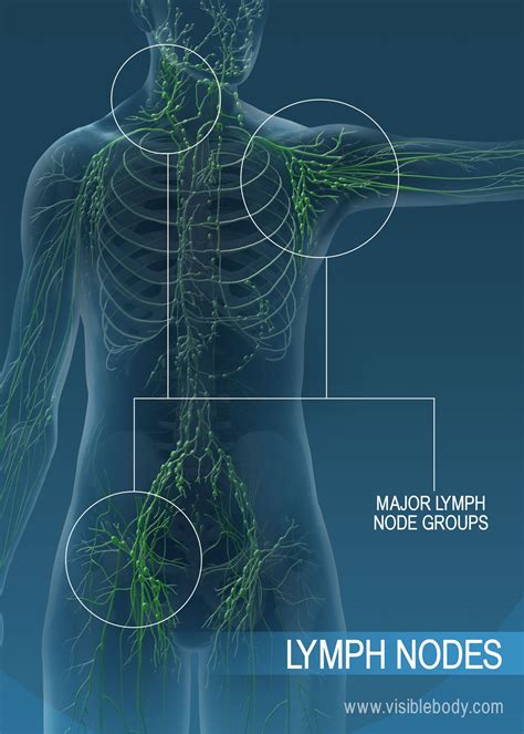 Lymph Nodes Armpit Diagram