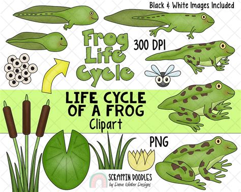 Life Cycle Clip Art Frog Life Cycle Clip Art Tadpole Etsy
