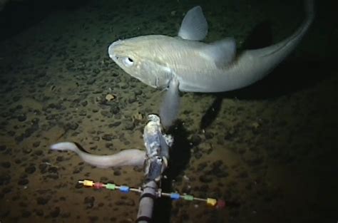 Video Worlds Deepest Fish Discovered In Mariana Trench By Aberdeen