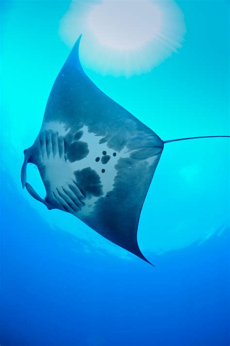 Nursery For Giant Manta Rays Discovered In Gulf Of Mexico Npr