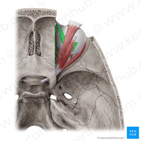 Musculus Obliquus Superior Anatomie Verlauf Funktion Kenhub