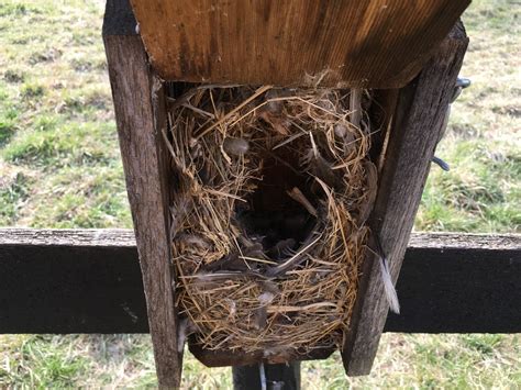 House Sparrows Kill Native Birds Heres How To Save Them