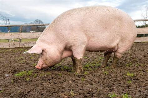 How To Fatten Up A Pig The Right Way With These 10 Tips