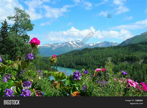 Alaska Mountains Flowers Image And Photo Bigstock